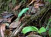 ID Colombia Orchid 4-dsc04349_filtered-jpg
