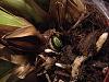 What is this growing at the base of my Cymbidium?-img_8304-jpg