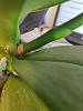 Double flower spike on one leaf joint?-48416008_361760161067676_2092502276995284992_n-jpg