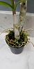 Help! Cracked Phal spike. New dendro and mendenhall hildos care. BABY dendro care.-photo_2019-01-05_11-12-51-jpg