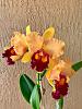 Cattleya with color distortion at the edges of the petals-62cbc105-3c95-46f8-b6cf-396fdda5bc8e-jpg