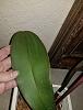 Help!am I loosing my whole orchid collection?Fungus?Bacterial? Rot?-zorchid6-jpg