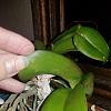 Help!am I loosing my whole orchid collection?Fungus?Bacterial? Rot?-zorchid9-jpg