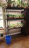 Shelving Units &amp; &quot;Mini Greenhouses&quot; for growing indoors. Advice?-hoses-bucket-jpg