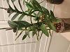 Epidendrum - Yellow Leaves with Black Spots-img_20190125_223238-jpg