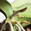 Phal. Fertilizer and Repotting Newbie Question-190203_1-jpg