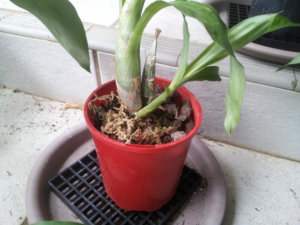 Catasetum - To water or not to water ?-20190208_163414-jpg