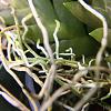 Dendrobium reflexitepalum - my experience so far-img_5825-jpg
