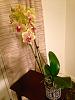 TIP: Stabilizing top heavy orchids while complementing their beautiful blooms!-img_9137-jpg