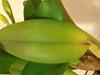 Newly purchased Cattleya leaves and pseudobulbs turning yellow-img_7663-jpg