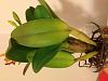 Newly purchased Cattleya leaves and pseudobulbs turning yellow-img_7659-jpg