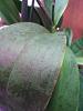 Weird texture and discoloration on leaves-img_20190218_120840-jpg