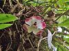 Orchid In Colombia ID Please 2-dsc04963-jpg