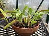 Bulbophyllum Falcatum-f671addd-1e2c-4d13-b18d-12bb633ec1a4-jpg
