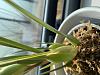 My new Maxillaria tenuifolia-86c13ae8-7736-44fd-8b62-5a2fde7850aa-jpg
