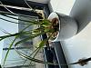 My new Maxillaria tenuifolia-ffce8ede-77c7-4927-9e68-2d45868f2ae3-jpg