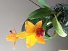 Newly purchased Cattleya leaves and pseudobulbs turning yellow-img_7767-jpg