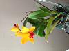 Newly purchased Cattleya leaves and pseudobulbs turning yellow-img_7754-jpg