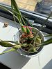 My new Maxillaria tenuifolia-560529f1-33ce-41ca-8a01-20a2e14fd3c7-jpg