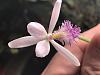 Pogonia ophioglossoides-35523c1f-1ffd-426a-9e9d-cc6f63835106-jpg