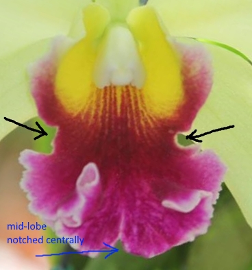 Particular part of a cattleya flower - name for it-gap-jpg