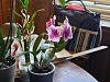 Help ID my orchid please-20190617_065038-jpg