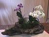 Phal Orchids planted in driftwood-img_2368-jpg