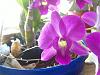 Orchids in the Office-orchids-jpg