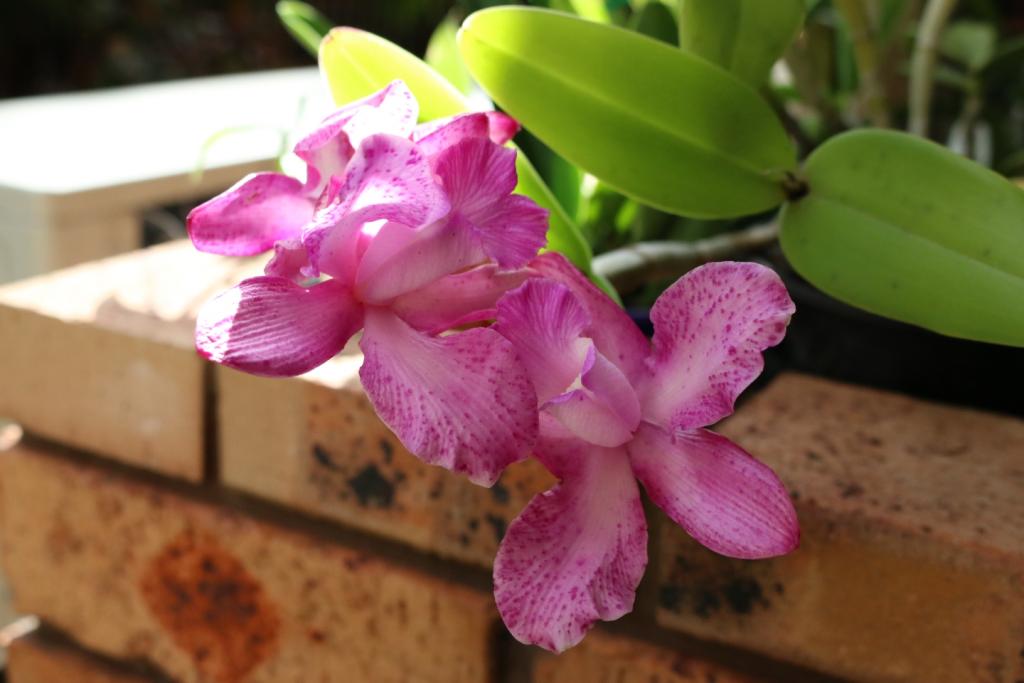 C. Caudabec Candy-cattleya-caudabec-candy-jpg