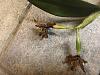 Yellowing and Black Tips on Cattleya Hybrid Seed Pods-img_1257-jpg