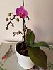 Recovering Orchids, are they ok?-thumbnail_20190912_174942-1-jpg