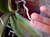 Help please: Phalaenopsis NOID with pale, thin leaves-20190922_181835-jpg