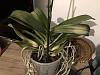 Phal sunburn!!!-126d119a-d5d6-457e-abdb-1c180a7cb603-jpg