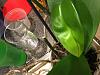 Disfigured light colored new leaf on phal-c6e0c380-31ab-42f8-8c89-3fdeb9db0db2-jpg