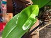 Disfigured light colored new leaf on phal-e4c95a42-02d8-4461-b8dc-2fc99d2bd5cc-jpg