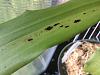 Could someone ID this leaf spot disease: Fungal or Bacterial.-img_0045-jpg