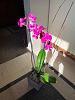 What is that growth on my phal-img_9062-allen-orchid-jpg