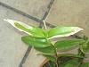 Pest/disease identification on Epidendrum Leaves-epidendrum-1-jpg