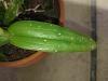 Pest/disease identification on Epidendrum Leaves-epidendrum-2-jpg