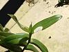 Pest/disease identification on Epidendrum Leaves-epidendrum-3-jpg