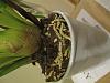 First Cymbidium - overwintering advice please!-img_6357-jpg