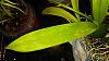 Encyclia (Prosthechea) Cochleata leaf spotting-20191123_091925-jpg