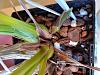 Wintering Cymbidiums and what the heck is this?-1126191433a_hdr-jpg