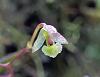 Very Small Flowers, Colombia-dsc06390_filtered-jpg