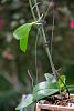 Keiki and a Spike on a Spike-_jhp8203-jpg