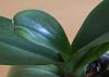 Why did my phalaenopsis's leaf stop growing?-03-jpg