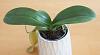 Why did my phalaenopsis's leaf stop growing?-06-jpg