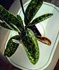 Nature of leaf discoloration on Paph Maudiae hybrid orchid-img_20191215_141408871-2-jpg
