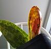 Nature of leaf discoloration on Paph Maudiae hybrid orchid-img_20191215_141621188-2-jpg