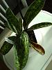 Nature of leaf discoloration on Paph Maudiae hybrid orchid-img_20191215_141549840-jpg